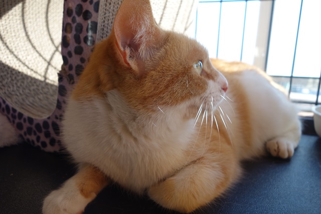 f:id:hiraryo0201:20180128115824j:plain f:id:hiraryo0201:20180128115824j:plain