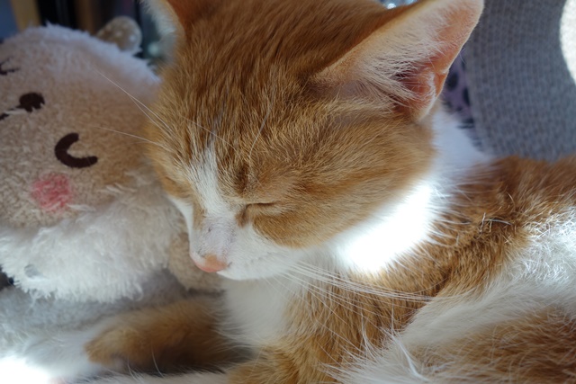 f:id:hiraryo0201:20180128120142j:plain f:id:hiraryo0201:20180128120142j:plain