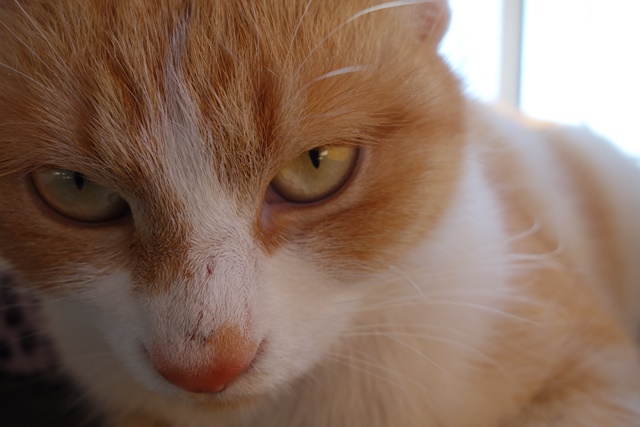 f:id:hiraryo0201:20180128120743j:plain f:id:hiraryo0201:20180128120743j:plain