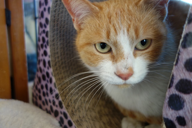 f:id:hiraryo0201:20180128120840j:plain f:id:hiraryo0201:20180128120840j:plain