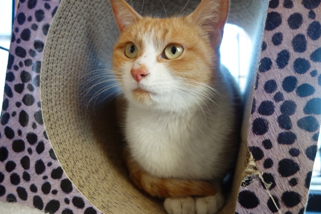 f:id:hiraryo0201:20180128121312j:plain f:id:hiraryo0201:20180128121312j:plain