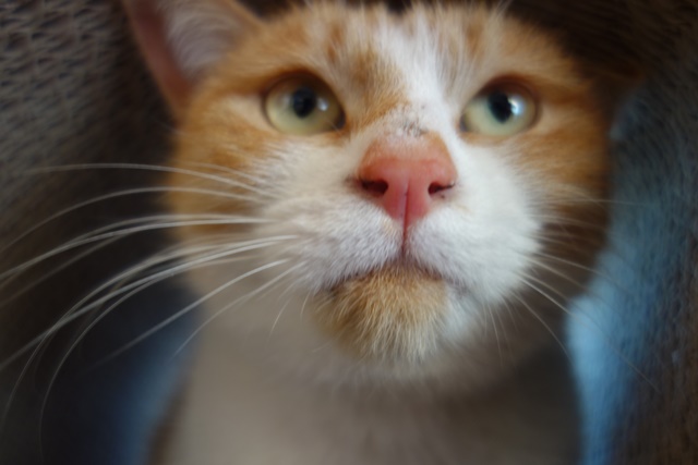 f:id:hiraryo0201:20180128121649j:plain f:id:hiraryo0201:20180128121649j:plain