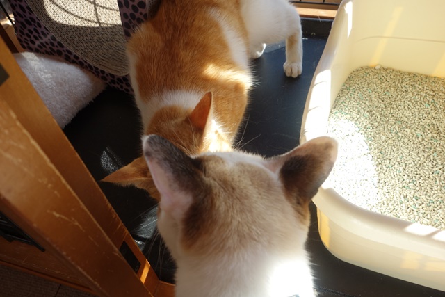 f:id:hiraryo0201:20180128121746j:plain f:id:hiraryo0201:20180128121746j:plain