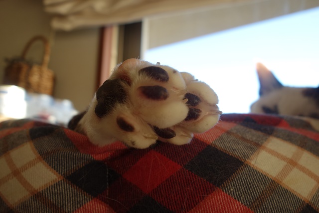 f:id:hiraryo0201:20180128121831j:plain f:id:hiraryo0201:20180128121831j:plain