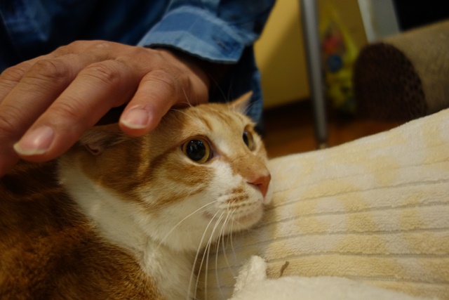 f:id:hiraryo0201:20180128122411j:plain f:id:hiraryo0201:20180128122411j:plain