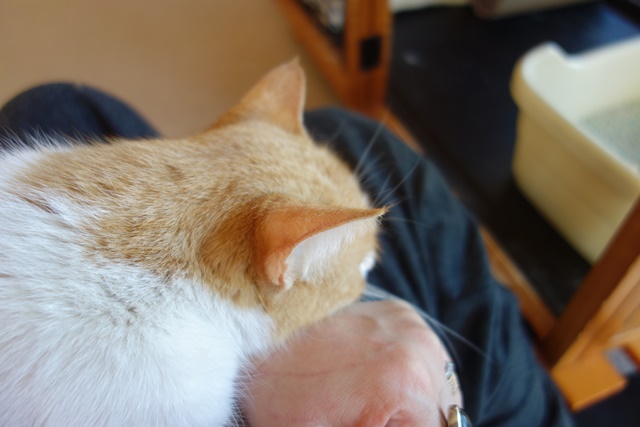 f:id:hiraryo0201:20180128122530j:plain f:id:hiraryo0201:20180128122530j:plain