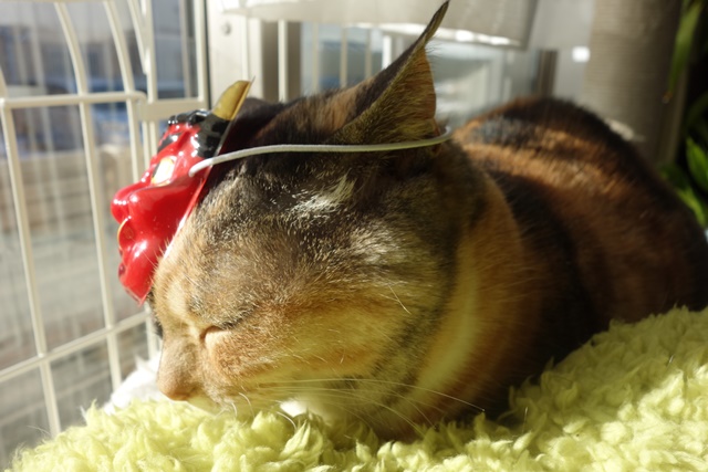 f:id:hiraryo0201:20180128123558j:plain f:id:hiraryo0201:20180128123558j:plain