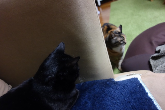 f:id:hiraryo0201:20180128123707j:plain f:id:hiraryo0201:20180128123707j:plain