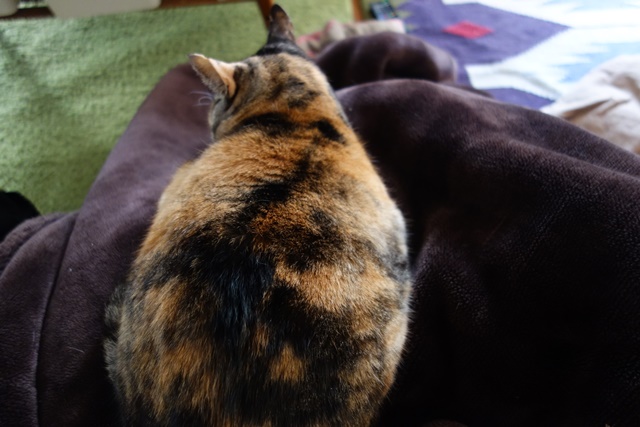 f:id:hiraryo0201:20180203230512j:plain