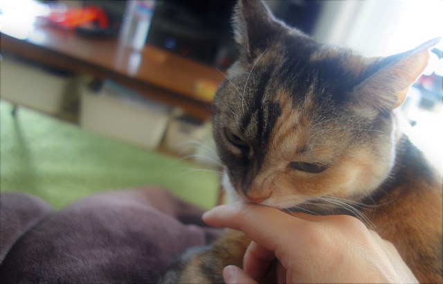 f:id:hiraryo0201:20180203230605j:plain