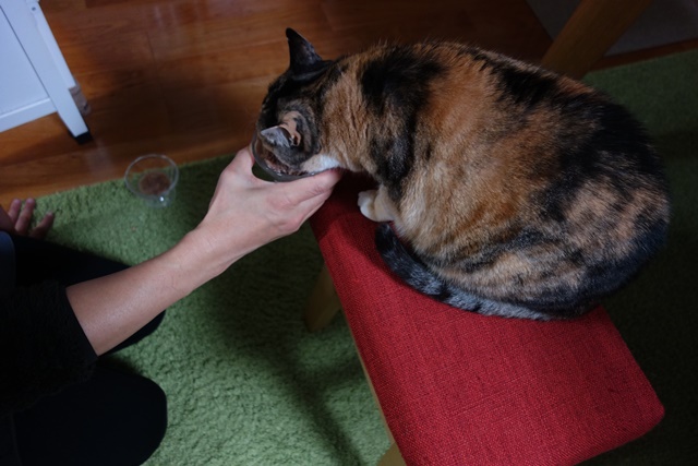 f:id:hiraryo0201:20180203231408j:plain