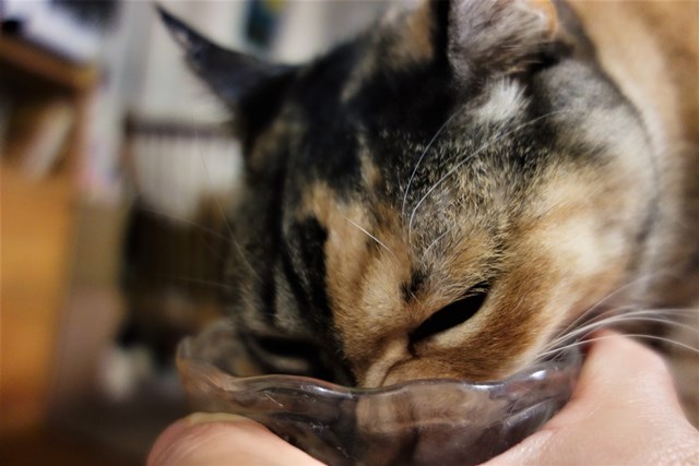 f:id:hiraryo0201:20180203231718j:plain