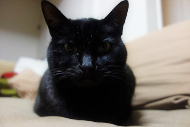 f:id:hiraryo0201:20180203231740j:plain