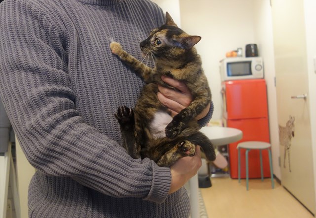 f:id:hiraryo0201:20180204173631j:plain f:id:hiraryo0201:20180204173631j:plain