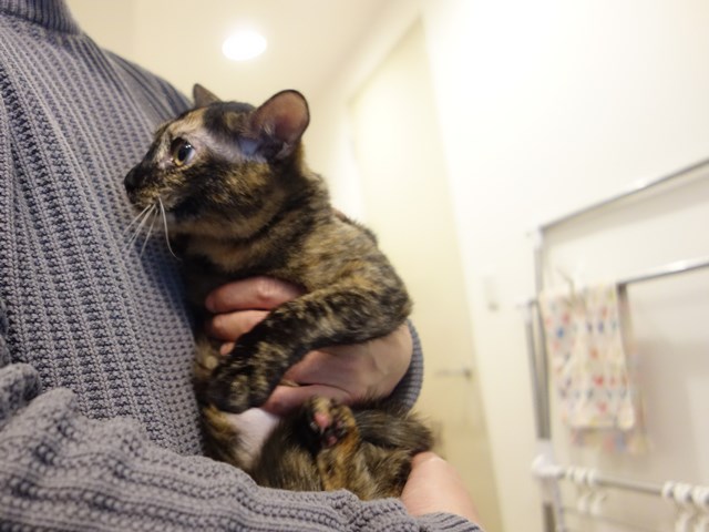 f:id:hiraryo0201:20180204173646j:plain f:id:hiraryo0201:20180204173646j:plain