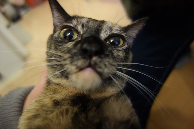 f:id:hiraryo0201:20180204173714j:plain f:id:hiraryo0201:20180204173714j:plain