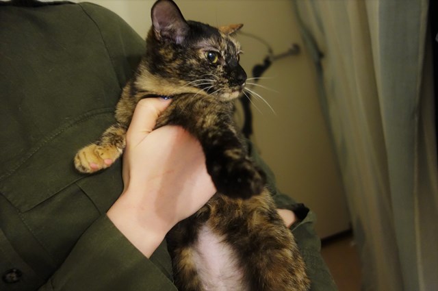 f:id:hiraryo0201:20180204173811j:plain f:id:hiraryo0201:20180204173811j:plain