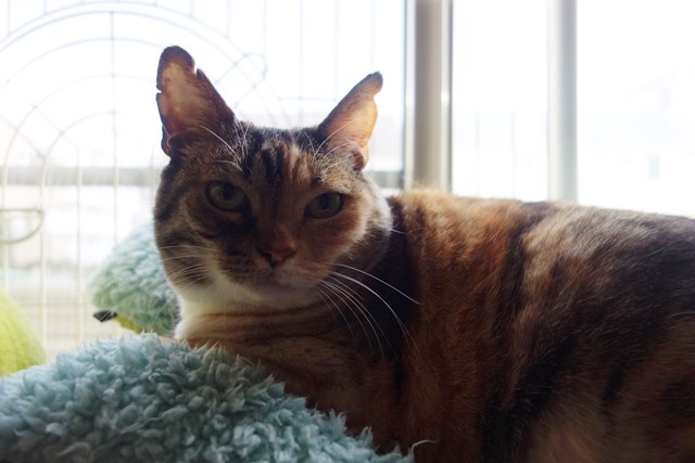 f:id:hiraryo0201:20180204173827j:plain f:id:hiraryo0201:20180204173827j:plain