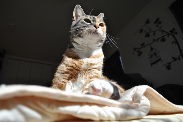 f:id:hiraryo0201:20180204181114j:plain f:id:hiraryo0201:20180204181114j:plain