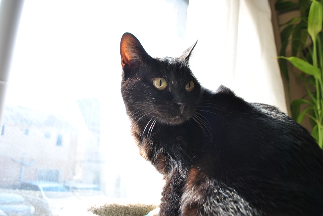 f:id:hiraryo0201:20180204181123j:plain f:id:hiraryo0201:20180204181123j:plain