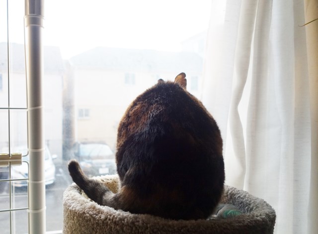 f:id:hiraryo0201:20180204181138j:plain f:id:hiraryo0201:20180204181138j:plain