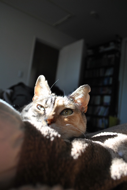 f:id:hiraryo0201:20180204181322j:plain f:id:hiraryo0201:20180204181322j:plain