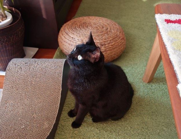 f:id:hiraryo0201:20180204181426j:plain