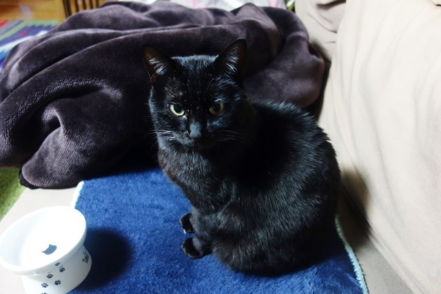 f:id:hiraryo0201:20180204183023j:plain