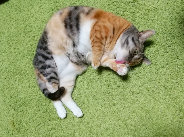 f:id:hiraryo0201:20180204204816j:image