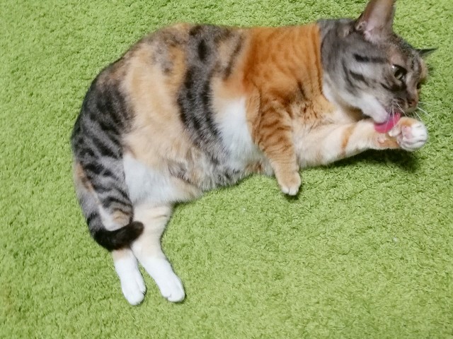 f:id:hiraryo0201:20180204204842j:image