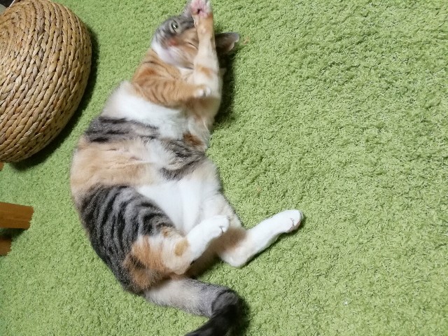 f:id:hiraryo0201:20180204205044j:image