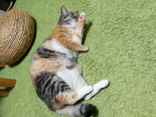 f:id:hiraryo0201:20180204205101j:image