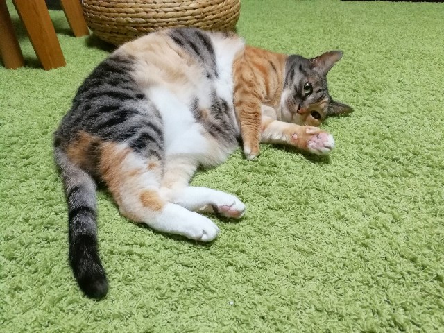 f:id:hiraryo0201:20180204205123j:image