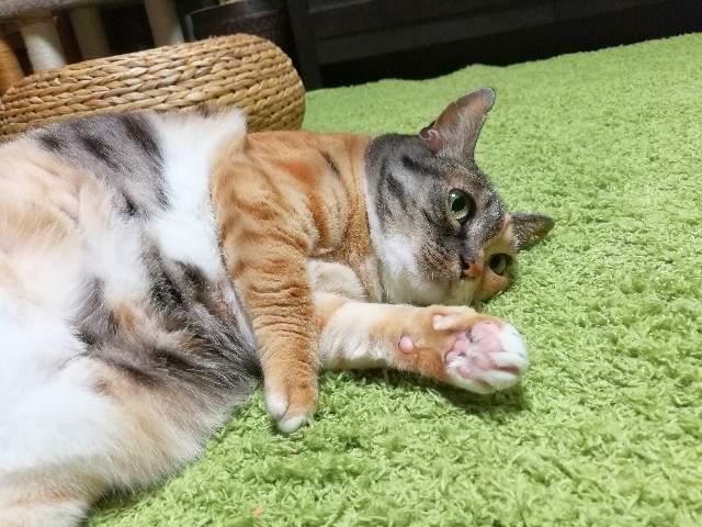f:id:hiraryo0201:20180204205147j:image