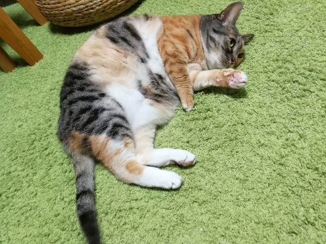 f:id:hiraryo0201:20180204205217j:image