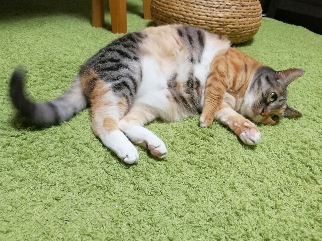 f:id:hiraryo0201:20180204205309j:image