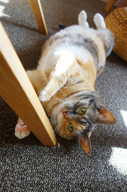 f:id:hiraryo0201:20180209074905j:image