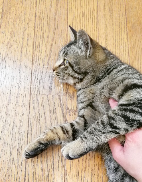 f:id:hiraryo0201:20180212104021j:image f:id:hiraryo0201:20180212104021j:image