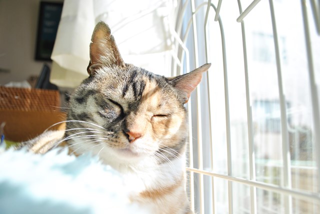 f:id:hiraryo0201:20180217085642j:plain f:id:hiraryo0201:20180217085642j:plain