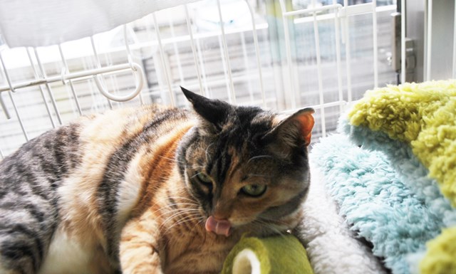 f:id:hiraryo0201:20180217090258j:plain f:id:hiraryo0201:20180217090258j:plain