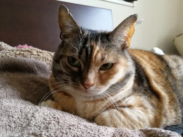 f:id:hiraryo0201:20180217094623j:plain f:id:hiraryo0201:20180217094623j:plain