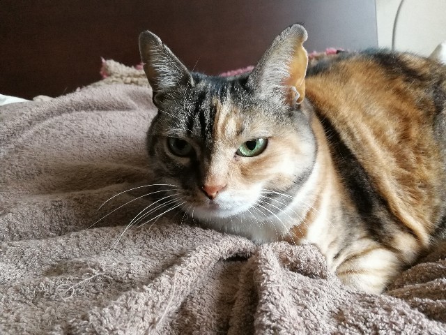 f:id:hiraryo0201:20180217094652j:plain f:id:hiraryo0201:20180217094652j:plain