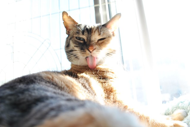 f:id:hiraryo0201:20180218100959j:plain f:id:hiraryo0201:20180218100959j:plain