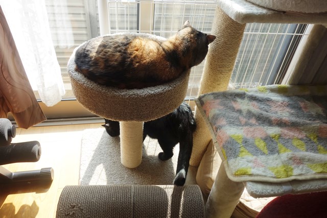 f:id:hiraryo0201:20180225101131j:plain