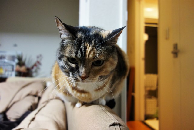 f:id:hiraryo0201:20180225101234j:plain f:id:hiraryo0201:20180225101234j:plain