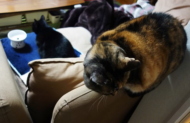 f:id:hiraryo0201:20180225101245j:plain f:id:hiraryo0201:20180225101245j:plain