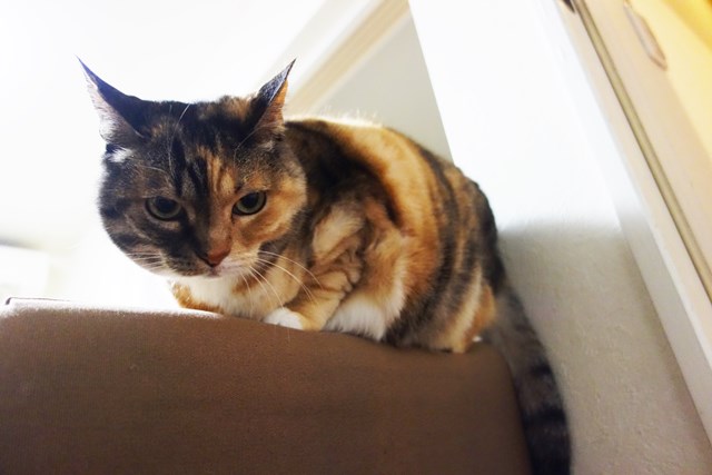 f:id:hiraryo0201:20180225101254j:plain f:id:hiraryo0201:20180225101254j:plain