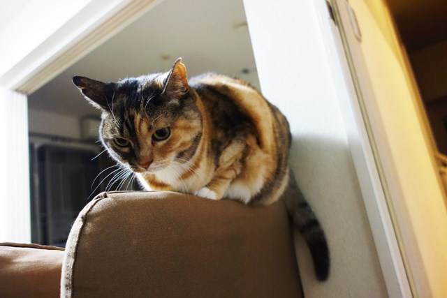 f:id:hiraryo0201:20180225101332j:plain f:id:hiraryo0201:20180225101332j:plain