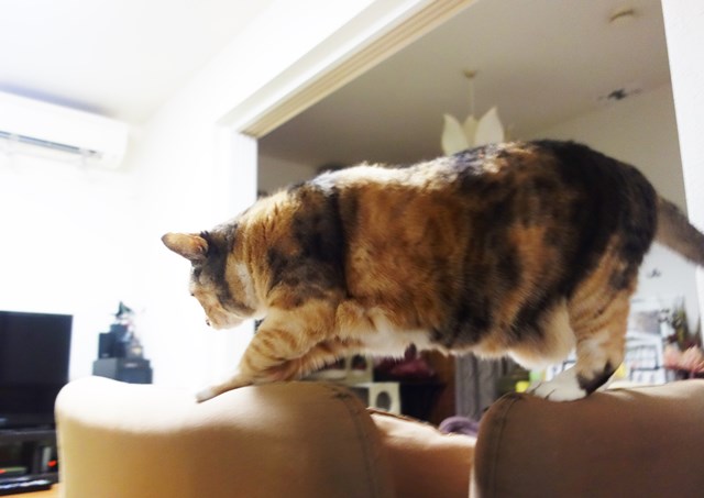 f:id:hiraryo0201:20180225101342j:plain f:id:hiraryo0201:20180225101342j:plain