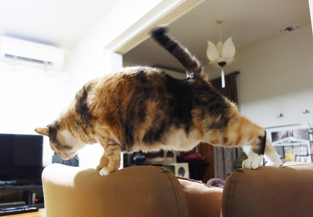 f:id:hiraryo0201:20180225101351j:plain f:id:hiraryo0201:20180225101351j:plain